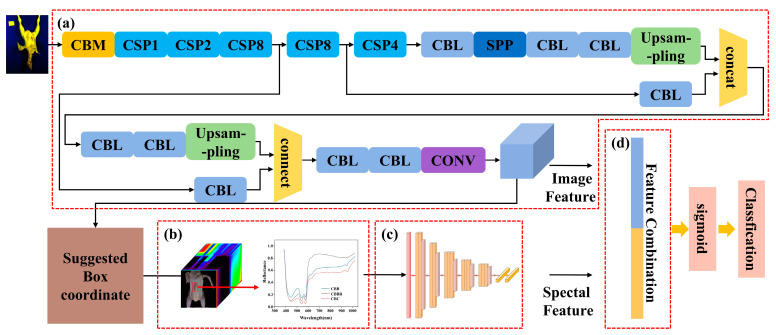 The structure of the multidimensional data YOLOv4 CBD classification model: (a) improved head part; (b) the spectral data extraction module; (c) the 1-D CNN CBD classification model for one-dimensional feature extraction; (d) the feature fusion layer.