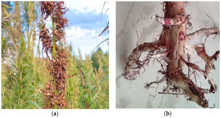 Fusarium wilt of hemp caused by Fusarium oxysporum. (a) Leaf symptoms of F. oxysporum on hemp in the field; (b) Root symptoms.