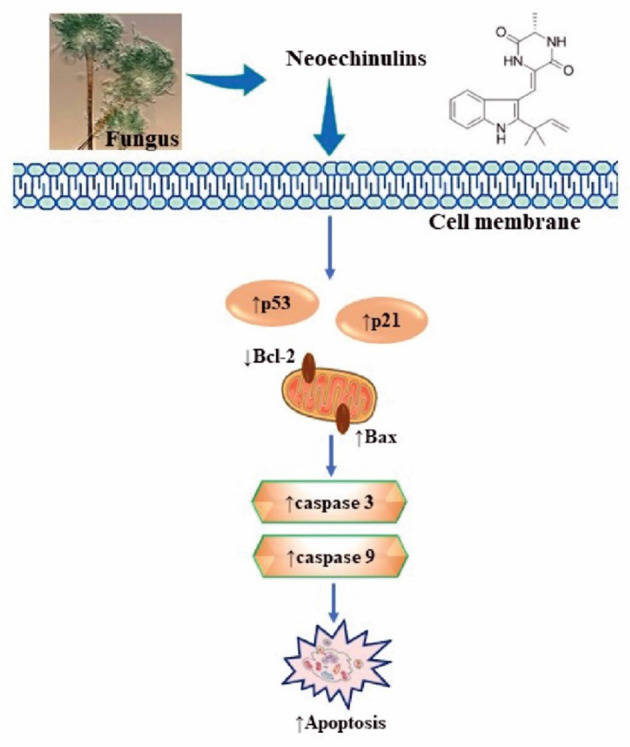 Summarised scheme of potential cytotoxic mechanisms of neochinulins to induce apoptosis in cancer cells. p53, p21, cellular tumour antigen; Bcl-2, B-cell lymphoma 2; Bax, Bcl-2-associated X Protein.