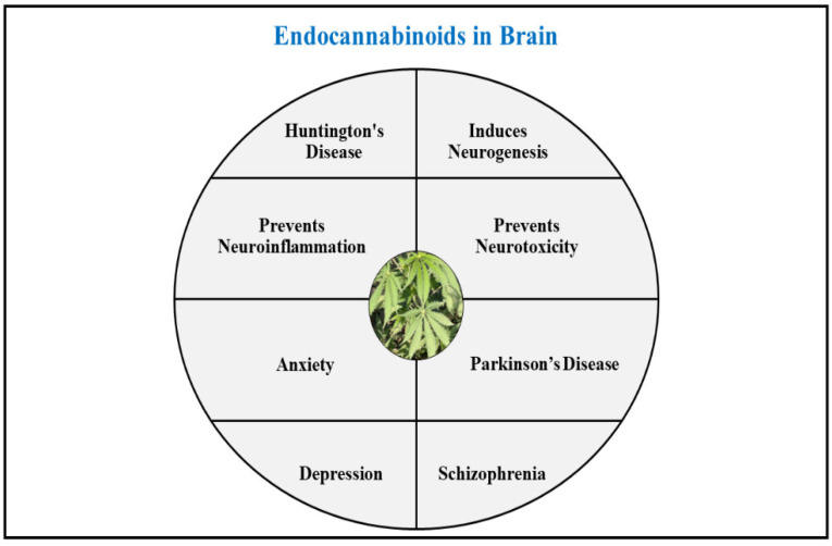 A general overview of the beneficial roles presented by endocannabinoids in brain.