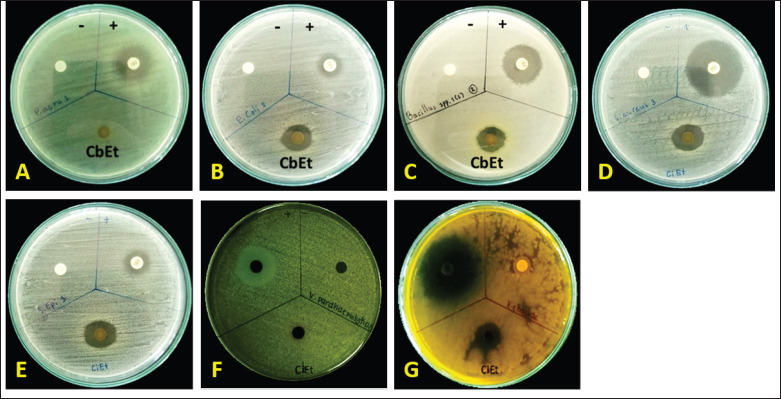 Antimicrobial activity of cannabis sugar leaves extracts on microorganisms. A 500 mg/ml concentration of fresh cannabis sugar leaves extract (CbEt) was loaded onto discs, which were then placed on nutrient agar plates inoculated with each microorganism: (A) Pseudomonas aeruginosa, (B) Escherichia coli, (C) Bacillus cereus, (D) Staphylococcus aureus, (E) Staphylococcus epidermidis, (F) Vibrio parahaemolyticus, and (G) Vibrio cholerae. The positive control was 30 µg/ml of tetracycline, and the negative control was 99% ethanol.