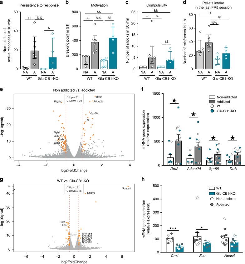 Drd2 gene expression is upregulated in mPFC of addicted mice.a–c Behavioral tests of the three addiction-like criteria during the late period for those mice selected for RNA-seq in each of the four groups, addicted (A) and non-addicted (NA) mice in both genotypes (individual values and bars with median and the interquartile range; n = 5 WT NA, n = 6 WT A, n = 5 Glu-CB1-KO NA, n = 4 Glu-CB1-KO A). a Persistence to response. b Motivation. c Compulsivity. d Pellets intake in the last FR5 session before sample collection. e, g Volcano plot of the RNA-seq data analysis. The cutoff of 1.5-fold change and differentially expressed genes are highlighted in orange. e Differentially expressed genes in addicted mice compared to non-addicted mice. g Differentially expressed genes in Glu-CB1-KO compared to WT mice. f, h Quantitative real-time PCR of selected genes. (+ P < 0.05, + + P < 0.01 WT NA vs. WT A, #P < 0.05 WT NA vs. Glu-CB1-KO NA, &&P < 0.01 WT NA vs. Glu-CB1-KO A, %P < 0.05, %%P < 0.01 WT A vs. Glu-CB1-KO NA, @P < 0.05, WT A vs. Glu-CB1-KO A, $P < 0.05, $$P < 0.05 Glu-CB1-KO NA vs. Glu-CB1-KO A; ★P < 0.05 non-addicted vs. addicted; *P < 0.05, ***P < 0.001 WT vs. Glu-CB1-KO; see also Supplementary Fig. 7; statistical details are included in Supplementary Table 5).