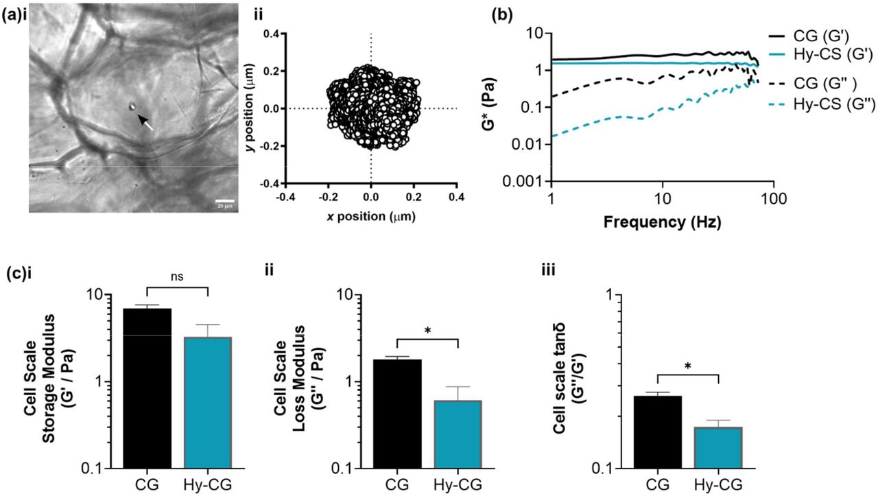 Collagen gels within hybrid scaffolds have altered local viscoelasticity relative to collagen gels alone.(a) Images demonstrating application of particle tracking microrheology in which (i) 6 µm diameter beads (white arrow) are encapsulated within the collagen gel (CG) component of the hybrid scaffold, and (ii) their position tracked via timelapse microscopy; (b) Mathematical analysis of bead trajectory over time gives plots of G* (complex shear modulus) as a function of frequency, revealing a decrease in loss modulus G’’ in the hybrid scaffold; (c) Quantification of (i) G’ (storage modulus), (ii) G’’ (loss modulus) and (iii) tanδ (G’’/G’) reveals a significant decrease in both G’’ and tanδ in the hybrid scaffold relative to the collagen gel alone. Measurements are averaged between 1-100 Hz. Error bars represent standard error of n=3 independent experiments. Scale bar 20 µm.