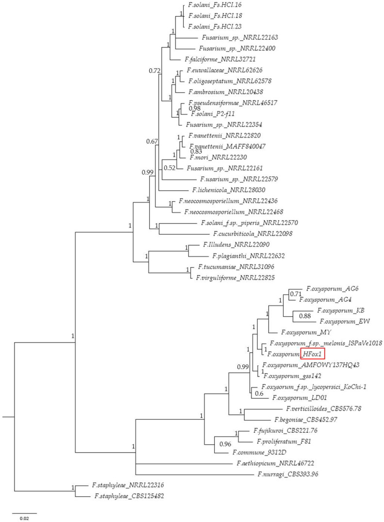 Phylogenetic tree inferred from Bayesian analysis on sequences of the concatenated dataset of the internal transcribed spacer (ITS) region and translation elongation factor (TEF1-α) of 46 representative species of Fusarium. Bayesian posterior probabilities are indicated beside nodes. Fusarium staphyleae (NRRL22316 and CBS 125482) obtained from GenBank were treated as the outgroup. Our isolate HFox1 (red box) is GenBank accession number OM475708 (ITS) and OR149071 (TEF1-α).