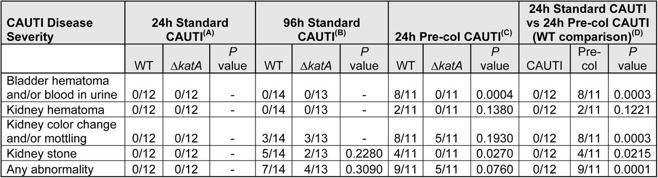 CAUTI disease severity.All mice were assessed for the following parameters at the time of urine collection and euthanasia: bladder hematoma and/or blood in urine, kidney hematoma, kidney color change and/or mottling, and kidney stones. “Any abnormality” indicates whether at least one of these parameters was detected in a mouse. Data represent the number of mice positive for the above parameters out of the total mice infected for each strain during (A) 24h and (B) 96h standard CAUTI model, (C) 24h pre-colonized CAUTI model, and (D) a comparison of mice infected with WT between the two models at 24h. P values were determined by Chi-square test.