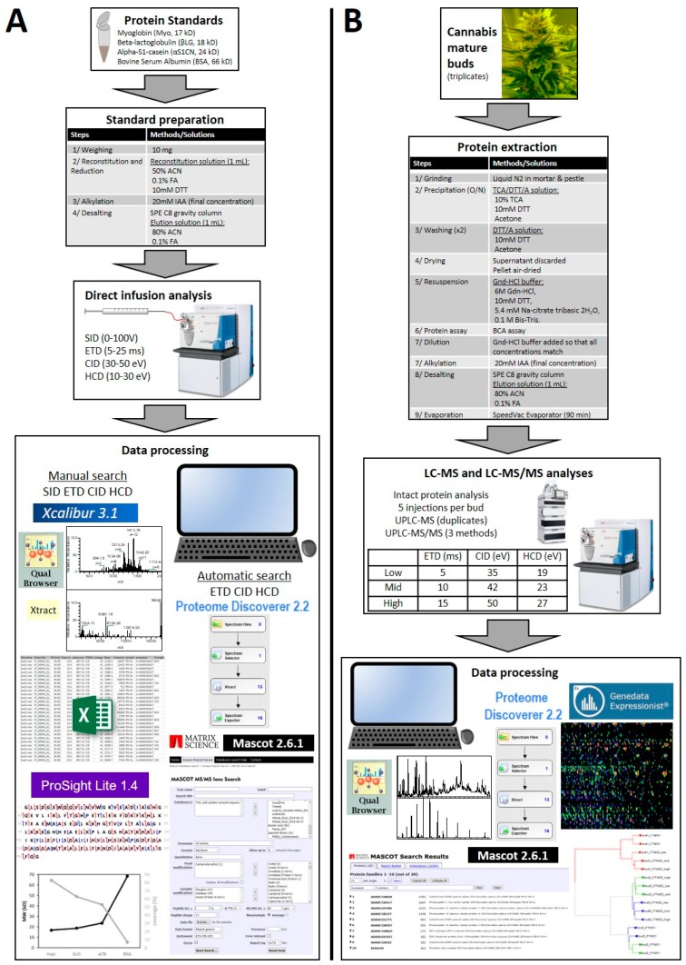 Experimental design. (A) Processing of known protein standards; (B) processing of cannabis bud samples.