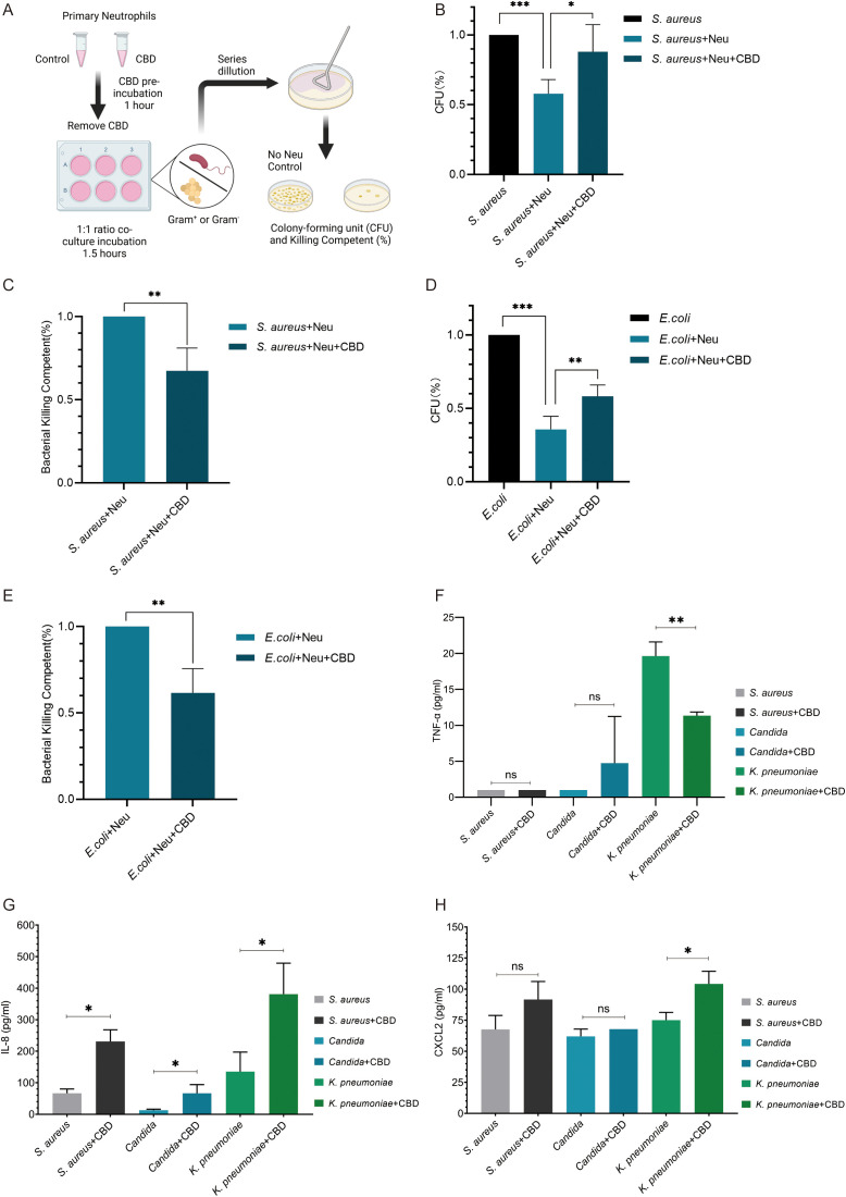 Diagram and bar graphs examining the effect of CBD on neutrophil antibacterial activity. Panel A depicts the experimental setup with steps of CBD pre-incubation and CFU counting. Panels B to E show the CFU percentages and bacterial killing competence of S. aureus and E. coli with or without CBD and neutrophils. Panels F to H detail TNF-g, IL-8, and CXCL2 levels for S. aureus, Candida, and K. pneumoniae, both with and without CBD. Data points indicate statistical significance with asterisks.