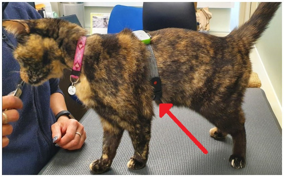 A photo demonstrating the position of the polar heart rate monitor (indicated by red arrow) on cat’s chest as applied using the arm band provided with the monitor.