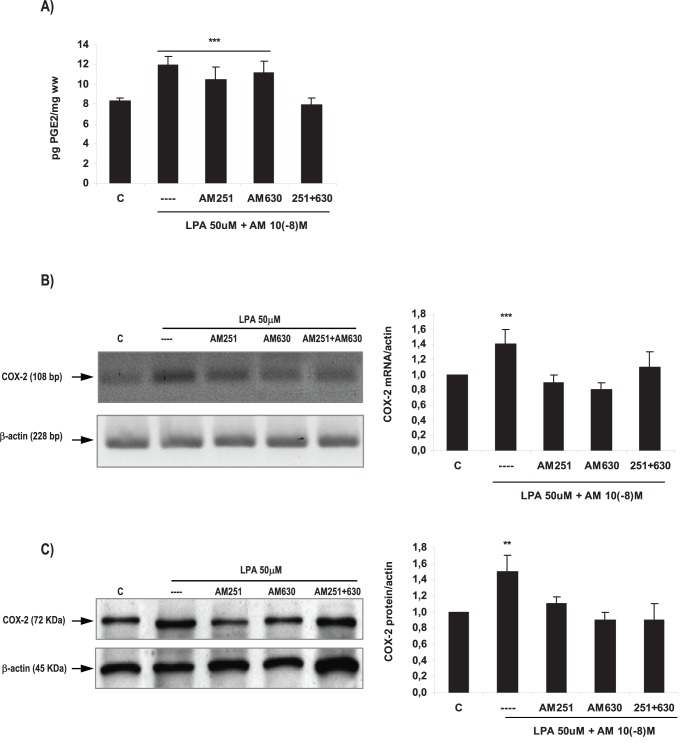 Endocannabinoids mediated LPA effect on the production of PGE2 and on COX-2 expression in the rat uterus during the window of implantation.Uterine strips from rats pregnant on day 5 of gestation (implantation window) were incubated with LPA 50 µM for 6 h in the presence of AM251 10− 8M (a selective CB1 antagonist) or AM630 10− 8M (a selective CB2 antagonist) or both. The production of PGE2 (A) and the expression of COX-2 mRNA (B) and protein (C) were determined. In A: *** p<0,001 vs C and 251+630; In B: *** p<0,001 vs the rest; In C: ** p<0,01 vs the rest. Results are shown as means ± sem. N = 4–6 for each point. C: control.