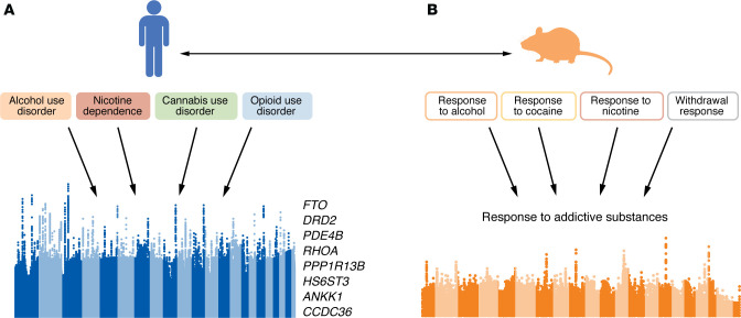 Leveraging genome-wide data to identify pleiotropic effects of common genetic variants on liability to multiple SUDs.(A) Large GWAS of SUDs led to the identification of the loci that shaped SUD-g, with loci implicated in the correlated genetic architecture. The top eight gene-based findings are listed. Representative data was redrawn based on a figure in (89) with permission of Springer Nature Limited, which retains rights to the reference image. (B) Corroboration of several genes implicated in the human GWAS also arises from recent meta-analyses of 5 mouse traits indexing a similar SUD-g response (94).