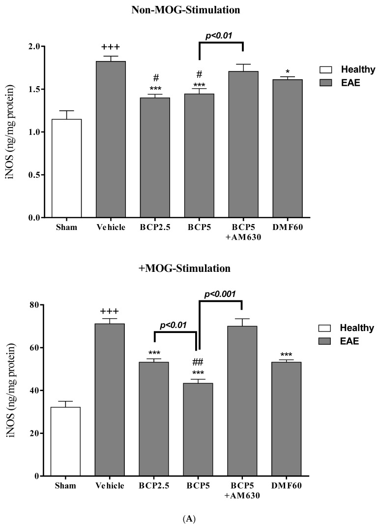 The effects of DMF (60 mg/kg; 30 mg/kg twice a day; p.o.), BCP (2.5, 5 mg/kg/day; p.o.), and the combination of a CB2 antagonist AM630 (1 mg/kg; i.p.) with BCP (5 mg/kg/day; p.o.) on intracellular levels of Arg-1 and iNOS and their products, urea, and NO of microglia isolated from EAE mice; (A) iNOS; (B) Arg-1; (C) ratio of iNOS/Arg-1 (M1/M2); (D) NO; (E) Urea; (F) ratio of NO/Urea (M1/M2). Data were presented as Mean ± SEM, n = six animals per group for each experiment protocol. Two-way ANOVA and Tukey’s multiple comparisons test were performed. (*) indicates the comparison between varying doses of BCP or DMF groups to the vehicle group, *: p < 0.05, **: p < 0.01, and ***: p < 0.001; (+) makes a comparison between the vehicle and sham groups, +++: p < 0.001; # in comparison to DMF group in each graph, #: p < 0.05, ##: p < 0.01, and ###: p < 0.001.
