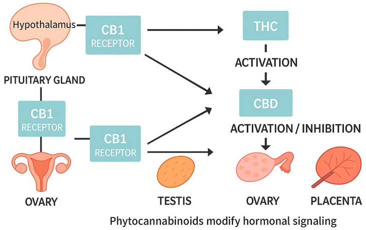 Schematic overview of cannabinoid receptor type 1 distribution in the reproductive neuroendocrine axis and peripheral organs (hypothalamus, pituitary gland, ovary, testis, placenta), and the modulatory role of phytocannabinoids (Δ9-tetrahydrocannabinol, cannabidiol) on hormonal signaling pathways. THC—Δ9-tetrahydrocannabinol, CBD—cannabidiol.
