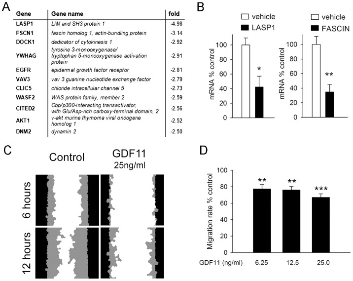 GDF11 inhibits expression of migratory transcripts and migration in Cor-1 cells.(A) Gene Ontology analysis of the GDF11 microarray data indicates suppression of a large number of transcripts encoding proteins associated with cell migration. Shown here are the top 11 downregulated responders. (B) Q-PCR analysis of Fascin and LASP1 transcript levels in Cor-1 cells incubated with either control vehicle or 25 ng/ml GDF11 for 6 hr confirmed the microarray results. Expression was normalised against GAPDH (mean ± SEM; *p<0.05; **p<0.01, n = 3). (C) Cor-1 cells were plated in a 24-well plate to achieve a confluent monolayer. Approximately 8 hr after plating, cells were incubated with GDF11 overnight as indicated. The following day, a wound was produced in the centre of each well and images were taken every 2 hr to monitor wound closure. Images show the initial scratch wound mask (black) and the area infiltrated by migrating cells (grey) 6 and 12 hr after scratching for control and GDF11-treated samples. (D) Quantification of the wound area infiltrated by migrating cells at 12 hr normalized to the control reveals a significant inhibition of migration in GDF11-treated samples (mean ± SEM; **p<0.01, ***p<0.001, n = 3).
