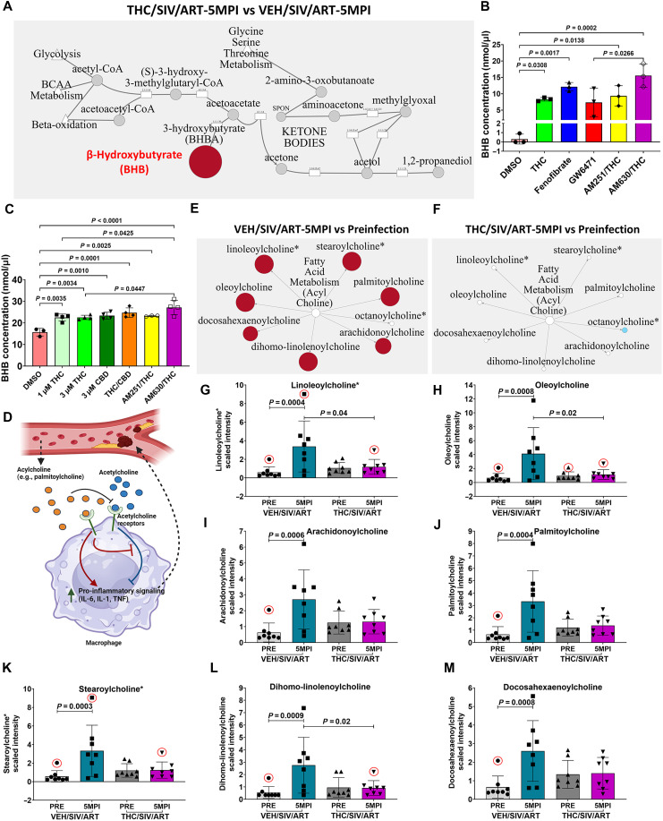 THC supplementation enhanced BHB production and maintained acylcholine levels post–SIV infection under suppressive ART.(A) Plasma BHB levels in THC/SIV/ART (n = 8) versus VEH/SIV/ART (n = 8) RMs. CoA, coenzyme A. (B) BHB production in HEPG2 cells treated with oleic acid and either DMSO, THC, fenofibrate (PPARα agonist), or CBR antagonists (AM251/THC for CB1R and AM630/THC for CB2R) (for each treatment, n = 3). (C) Quantification of BHB levels in HEPG2 cells treated with DMSO (n = 3), THC (n = 4), CBD (n = 4), and THC:CBD (n = 4) combinations, AM251/THC (n = 3), and AM630/THC (n = 4). (D) Schematic of acylcholine-mediated inhibition of nonneuronal acetylcholine signaling and its role in promoting inflammation and plaque formation in arteries. IL, interleukin; TNF, tumor necrosis factor. Created in BioRender. Premadasa, L. (2025) https://BioRender.com/c67a887. Metabolite pathway network of plasma acylcholine levels in VEH/SIV/ART (E) and THC/SIV/ART (F) RMs, showing increased pro-inflammatory acylcholines in VEH/SIV/ART but at homeostatic levels in THC/SIV/ART RMs. (G to M) Quantification plots show plasma levels of individual acylcholines, namely, (G) linoleoylcholine, (H) oleoylcholine, (I) arachidonoylcholine, (J) palmitoylcholine, (K) stearoylcholine, (L) dihomo-linolenoylcholine, and (M) docosahexaenoylcholine. Plasma metabolites were analyzed using one-way ANOVA. A P value of <0.05 was considered significant. Plasma levels of all seven acylcholines were significant with an FDR-adjusted P value of 0.05. Data represent means ± SD.