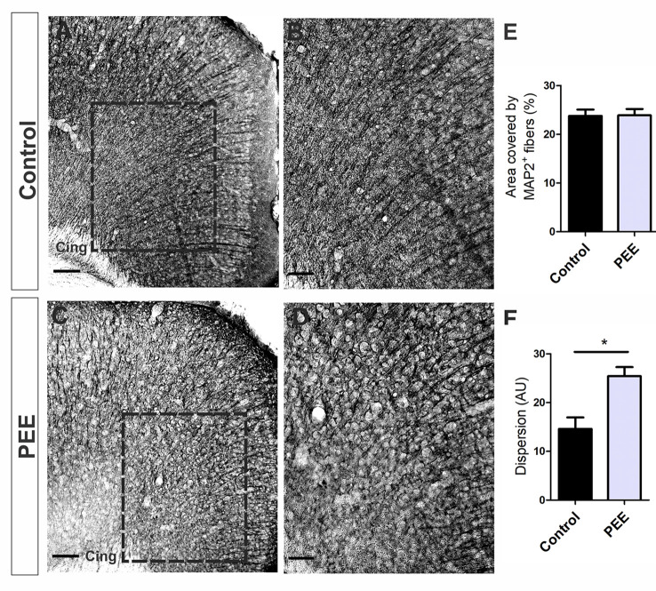 The dendritic cytoskeleton is altered in PEE adults. Optical photomicrographs of coronal sections of adult male mouse brains immunostained with MAP2. Height of the ACC of a Control (A) and PEE brain (C) at low magnification. Height of the ACC of a Control (B) and PEE brain (D) at higher magnification. Dispersion grade in the orientation of MAP2+ processes is expressed in arbitrary units (AU, F). In (A,C) photomicrographs, the cingulum is indicated with the abbreviation cing. Area covered by MAP2+ fibers (%, E). Data expressed as the mean ± SEM (Control n = 4 each one from four different control litters, PEE n = 4 each one from four different ethanol PEE litters); all parameters were analyzed by Student’s t-test (*p < 0.05). Scale bars: 100 μm (A,C), 50 μm (B,D).