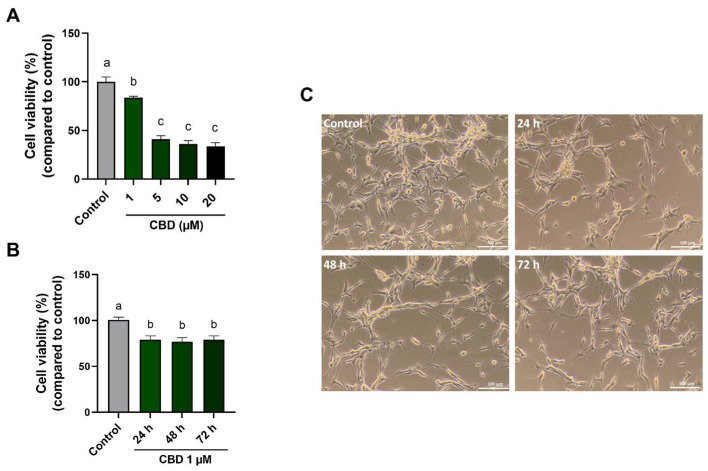 Effects of CBD treatment on cell viability. (A) U87MG cells were treated with CBD at 1–5–10–20 μM for 24 h. (B) U87MG cells were treated with 1 μM CBD for 24, 48, and 72 h. (C) Phase-contrast images of U87MG untreated and treated cells (scale bar 100 μm). The percentage of cell viability in the CBD-treated cells was compared to control cells, and the values are expressed as mean ± SD. Experiments were repeated three times independently (n = 3). The results were expressed as a percentage relative to the control group, which was set as the reference at 100%. Samples bearing different letters differ significantly (p < 0.05).