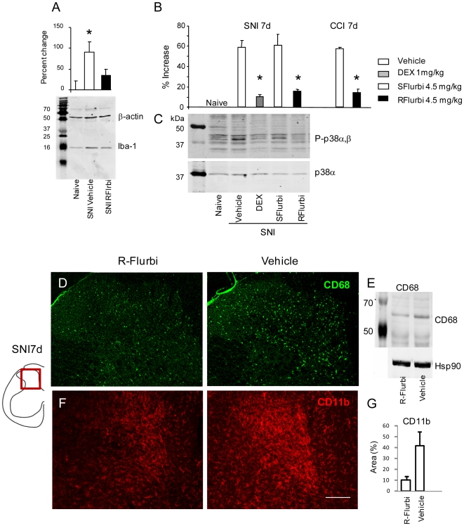 Quantitative analysis of microglia marker proteins in the dorsal horn of the spinal cord. a Western Blot analysis of Iba-1 immunoreactivity in the ipsi lateral L4/5 mouse spinal cord dorsal horn 7 days after SNI and treatment with R-flurbiprofen (4.5 mg/kg twice daily) or vehicle. Representative blot of n = 4 per group. B. The densitometric ratio of Iba-1 versus loading control β-actin was used for statistics; P<0.05. b Quantitative EIA analysis of phopho-p38 MAP kinase in the L4/5 mouse spinal cord dorsal horn ipsilateral to 7 days SNI or CCI and treatment with R-or S-flurbiprofen (4.5 mg/kg twice daily), dexamethasone (positive control) or vehicle. c Respective representative Western Blot of phospho-p38 and p38 alpha. d Immunofluorescence and e Western Blot analysis of microglia CD68 immunoreactivity in the spinal cord dorsal horn 7 days after nerve injury and treatment with R-flurbiprofen (4.5 mg/kg twice daily) or vehicle ipsi lateral to the nerve lesion (n = 3 per group). f, g CD11b immunofluorescence of dorsal horn microglia and densitometric CD11b image analysis in the ipsilateral dorsal horn 21d after SNI. Scale bar: 100 µm.
