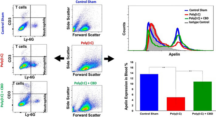 CBD improved the symptoms of Poly(I:C)‐induced ARDS and normalized the expression level of apelin in the blood. Intranasal administration of poly(I:C) demonstrated a reduction in the blood T cells while increased the neutrophils compared with the sham control group (dot plot flow cytometry panels). Further, intranasal poly(I:C) reduced apelin expression in whole blood of mice (Histogram and bargraph panels), as assessed by flow cytometry. Administration of CBD attenuated these effects. The bargraphs are representing the average of values for 10 mice per group (**P < .03)