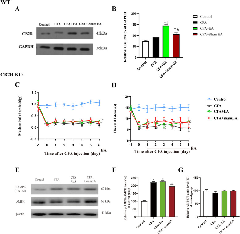 Effect of EA on the expression of CB2R and CB2R KO reversed the analgesic effect of EA and inhibited EA induced AMPK activation in inflamed skin tissue. A A gel representation of the effect of EA on the expression of CB2R. B Statistical histograms of relative quantification of CB2R protein of Wild type (WT) mice. The data is shown as mean ± SEM (n = 3). C The mechanical pain threshold of the affected side of CB2R KO mice. D The thermal pain latency of the affected side of CB2R KO mice, and the data is shown as mean ± SEM (n = 10). *P < 0.05 compared with the Control group. E A gel representation of the effect of EA on the level of AMPK phosphorylation in local inflamed skin tissue of CB2R KO mice. F A statistical histogram of the percentage of p-AMPK in total AMPK. G A statistical histogram of the percentage of total AMPK in β-actin. The data is shown as mean ± SEM (n = 4). One-way ANOVA was used to analyze the data of B, F, G. Two-way ANOVA was used to analyze the data of C, D. *P < 0.05 compared with Control group; #P < 0.05 compared with CFA group; &P < 0.05 compared with CFA + EA group