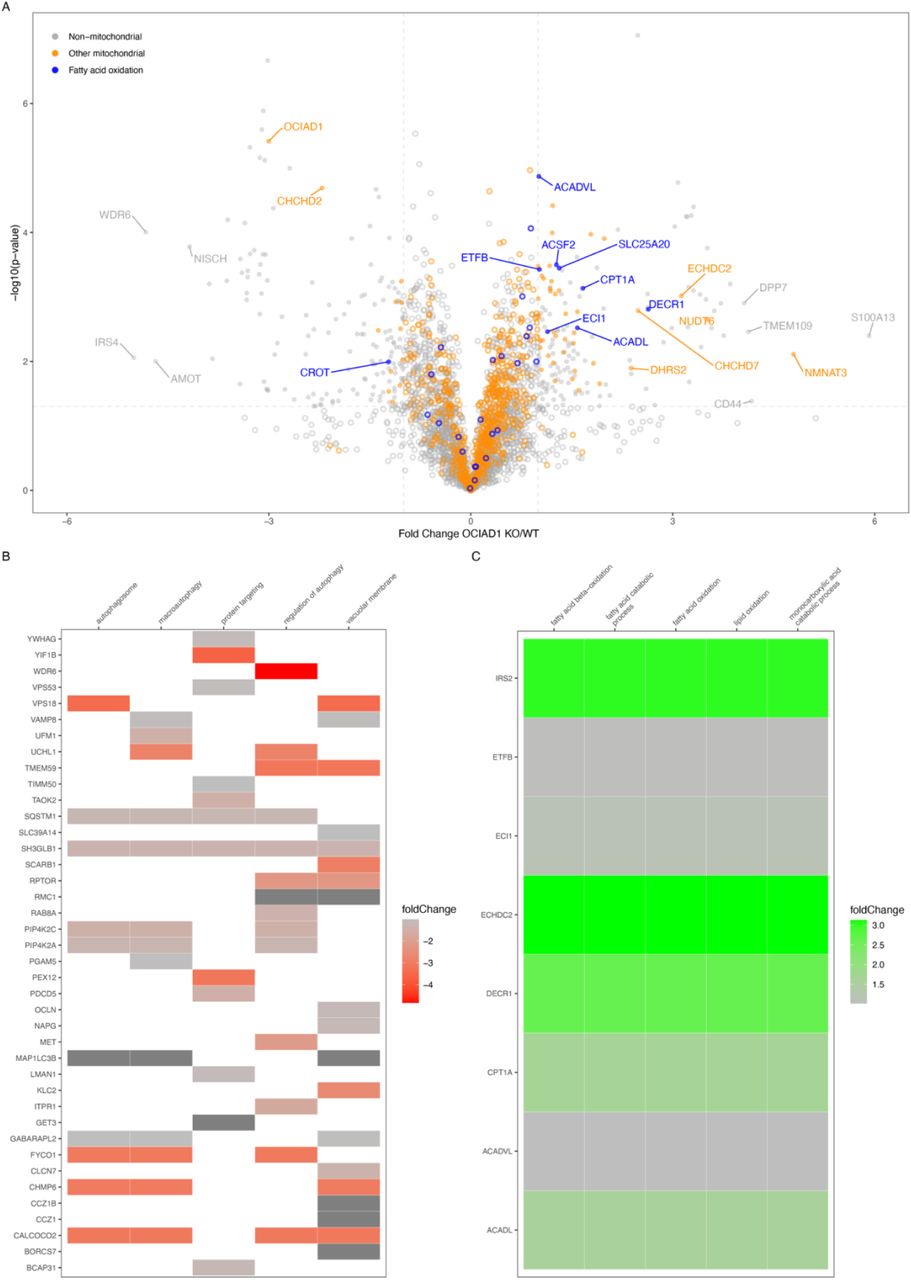 Proteome changes in the mitochondrial fractions upon OCIAD1 KO show an increase in mitochondrial fatty acid β oxidation.Proteomics of OCIAD1 KO mitochondrial fractions compared to WT represented as volcano plot, colored by proteins of mitochondrial fatty acid β oxidation pathway (blue) and other mitochondrial proteins (orange, MitoCarta 3.0) (A). Heatmap of the top 5 enriched GO terms of proteins significantly decreased (B) and increased (C) upon OCIAD1 KO.