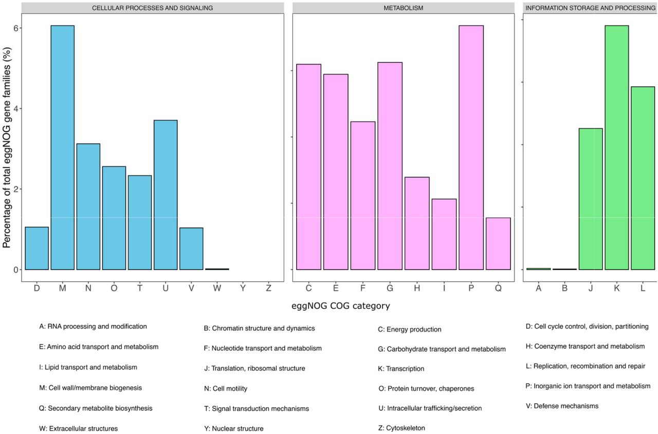 The distribution of eggNOG gene families across E. coli 266631E genome