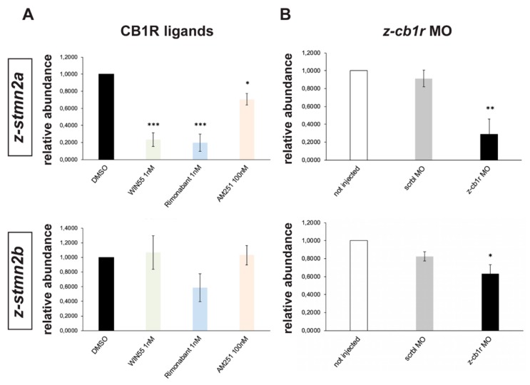 Expression of z-stmn2a and z-stmn2b upon treatment with CB1R ligands or CB1R knockdown in early zebrafish embryos. (A) Real-time qPCR analyses of z-stmn2a (top histogram) and z-stmn2b (bottom histogram) on RNA samples obtained from embryos treated with the indicated CB1R ligands, at the indicated doses. Expression is shown relative to the expression of the housekeeping mRNA (z-β-actin). The abundance of the control RNA (DMSO) was set to 1. A reduced abundance of z-stmn2a mRNA was observed in embryos treated with the ligands, as compared to embryos treated with DMSO only. (B) Same analysis as above, on RNA samples obtained from uninjected (open bars), scrambled MO-injected (solid grey bars) or z-cb1r MO-injected (solid black bars) embryos. A reduced expression of z-stmn2a and z-stmn2b mRNAs was observed in embryos injected with z-cb1r MO as compared to the controls. * = p < 0.05; ** = p < 0.01; *** = p<0.001.