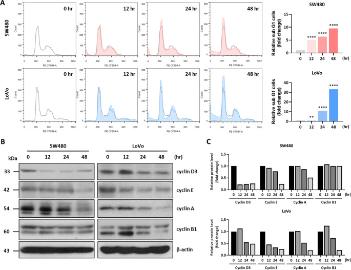 Cell cycle changes by Δ9-THC treatment analyzed by FACS. (A) left: Flow cytometric analysis performed following treatment of SW480 and LoVo human colorectal cancer cells with 40 μM Δ9-THC for 12, 24 and 48 h. G1 arrest occurred from 24 h, and cell death along with G1 arrest was observed from 48 h. right: Quantitative analysis graph of cell cycle distribution. (B) Changes in the expression of cell cycle-related proteins were confirmed by Western blot analysis. Cyclin E and A expression decreased when SW480 and LoVo cells were treated with Δ9-THC for 12, 24 and 48 h. No significant change in cyclin B1 was observed. (C) Densitometric analysis was performed with Western blot images.
