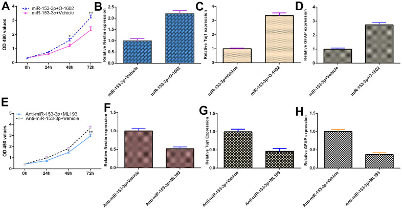 miR-153-3p inhibits NSC differentiation and proliferation by targeting GPR55 expression. (A) Cell proliferation was measured using CCK-8 analysis. (B) Nestin expression was determined by qRT-PCR. (C) The expression of Tuj1 was detected by qRT-PCR. (D) The expression of GFAP was measured by qRT-PCR. (E) The GPR55 antagonist ML-193 inhibited cell growth compared with the vehicle group in miR-153-3p-treated NSCs. (F) Nestin expression was determined by qRT-PCR analysis. (G) The expression of Tuj1 was detected by qRT-PCR. (H) The expression of GFAP was measured by qRT-PCR. *p<0.05 and **p<0.01. Error bars represent the s.d. of relative experiment from n=3 replicates.