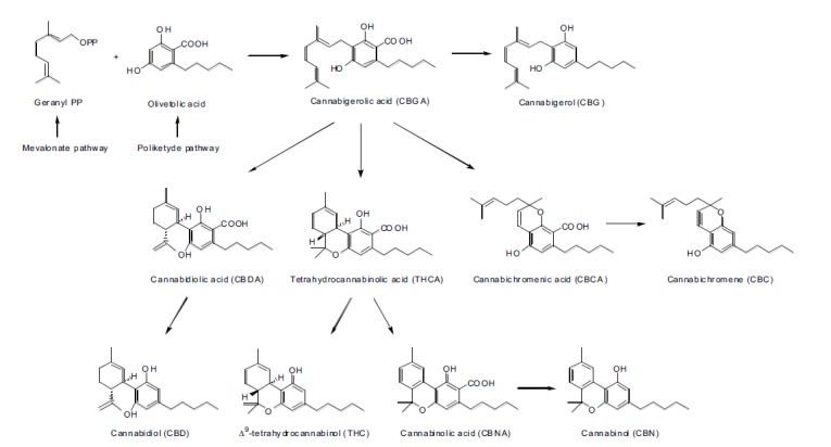 Biosynthetic pathways for some cannabinoids.