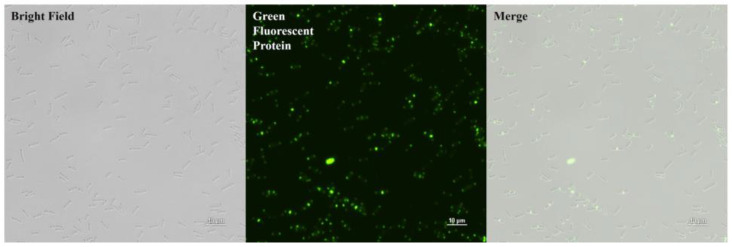 Binding activity of PlyDolk21_CBD to cell wall of C. perfringens in KH2PO4-NaOH buffer. Representative cell images show C. perfringens cells with PlyDolk21_CBD fused with EGFP. Panels from left to right show bright field, PlyDolk21_CBD with EGFP, and merged image.