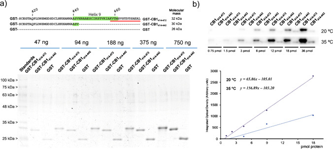 a Purity and molecular weight analysis of recombinant GST-CB1414-472 and GST-CB1414-442 fusion proteins using SDS–polyacrylamide gels. b Results of a Western blot assay of developed anti-CB1 artificial antibodies against increasing amounts of fusion proteins. The graph below represents the corresponding optical densities for each level of the target protein