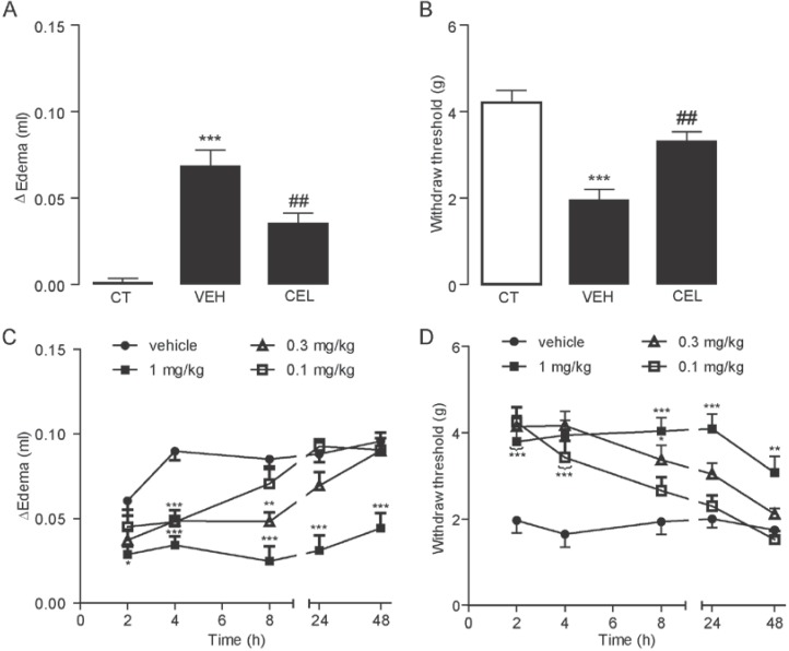 Celastrol reduced edema and hyperalgesia in the carrageenan-induced inflammatory pain model. The effect of vehicle (VEH, 5% PEG/5% Tween-80 in saline, 10 mL/kg, i.p.) and celastrol (CEL, 0.3 mg/kg, i.p.) on carrageenan-induced edema (A) and pain hypersensitivity (B). *** p< 0.001 vs. non-carrageenan injection (CT), ## p < 0.01 vs. VEH; one-way ANOVA followed by Bonferroni’s multiple comparison test, n = 5–6. The time- and dose-dependent effect of celastrol on carrageenan-induced edema (C) and pain hypersensitivity (D). * p < 0.05, ** p < 0.01, *** p < 0.001 vs. vehicle, two-way ANOVA with Bonferroni’s post-tests, n = 5–6/group.