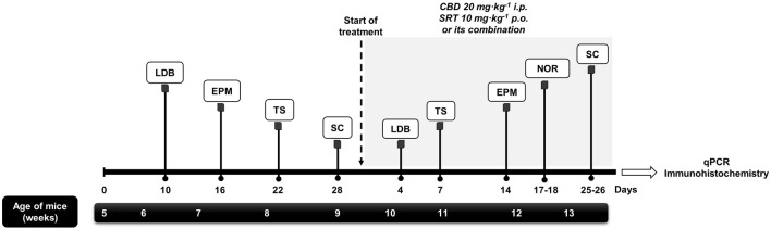Schematic representation of the experimental design. Mice were exposed to the Unpredictable Chronic Mild Stress Model (UCMS) for 8 weeks. During the first 4 weeks, the model was established, being behavioral alterations evaluated at 10, 16, 22 and 28 days by the light-dark box (LDB), elevated plus maze (EPM), tail suspension (TS) and sucrose consumption (SC) tests, respectively. Once the model was established, mice were distributed randomly to receive CBD (20 mg·kg-1, i.p., twice daily, at 9.00h and 19.00 h), STR (10 mg·kg-1, p.o., once daily, at 9.00 h), their combination or VEH, during 28 days. The efficacy of each treatment in modulating the effects of UCMS were evaluated at different time points by the LBD, TS, EPM, Novel Object Recognition (NOR) and SC tests. Finally, mice were decapitated or perfused to perform real-time PCR (qPCR) and immunohistological studies.