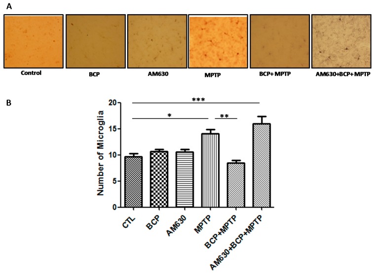 Effect of BCP on MPTP-induced microglia activation in the mouse SNpc. (A) Ionized calcium-binding adapter molecule-1 (IBA-1)-IR microglia in mouse SNpc. Scale bar: 200 μm. (B) Stereological cell counts of IBA-1-IR microglia. The data are presented as the mean ± SEM of six individual experiments. * p < 0.05, CTL vs. MPTP treatment. ** p < 0.01, MPTP vs. BCP + MPTP treatment. *** p < 0.001, CTL vs. AM630 + BCP + MPTP treatment.