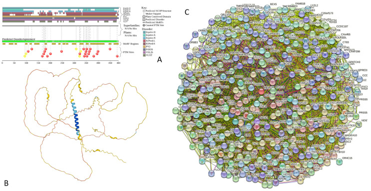 Functional disorder analysis of human hemogen (UniProt ID: Q9BXL5). (A) Functional disorder profile generated by D2P2. (B) 3D structural model generated by AlphaFold. (C) HEMGN-centered PPI network generated by STRING. This network was generated using a low confidence of 0.150 for minimum required interaction score.