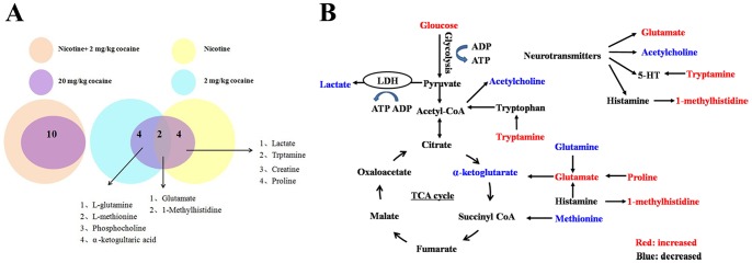 Changed metabolites in brain NAc and altered metabolic pathways for the most relevant distinguishing metabolites with nicotine or cocaine treatment.(A) In the left, changed metabolites in 20 mg/kg cocaine group exhibit similar changes with combinational drugs group, sharing 10 overlapped metabolites. In the right, a part of modified metabolites showed considerable overlap between 20 mg/kg cocaine group and 2 mg/kg cocaine group or nicotine group. Among them, two shared metabolites between 2 mg/kg cocaine group and nicotine group are Glu and 1-methylhistidine; four shared metabolites between 2 mg/kg cocaine group and 20 mg/kg cocaine group are Gln, L-methionine, α-ketoglutaric acid and phosphocholine; four shared metabolites between nicotine group and 20 mg/kg cocaine group are tryptamine, Lac, Cre and proline. (B) Blue metabolites are upregulated, and red metabolites are downregulated.