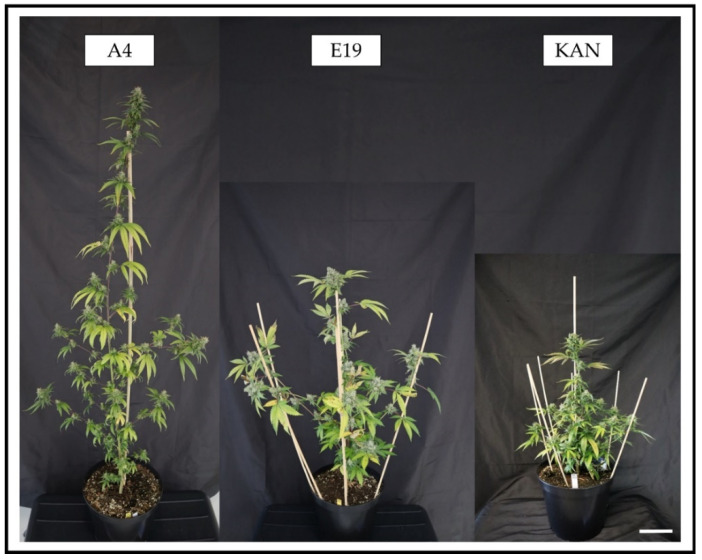 Exemplary plants of the strains A4, E19 and KAN at final harvest, grown under the SOL light spectra (White bar at bottom right = 10 cm).