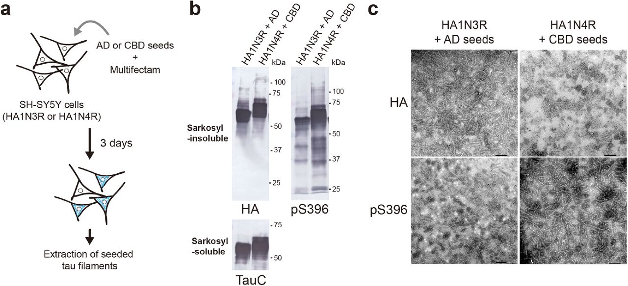 Immunoblotting and immunoelectron microscopy of tau assemblies from the sarkosyl-insoluble fractions of SH-SY5Y cells.a. Schematic of the seeded tau aggregation model.b. Immunoblotting of sarkosyl-insoluble tau from seeded SH-SY5Y cells using anti-HA and pS396 tau antibodies. Total tau was detected in the sarkosyl-soluble fraction using anti-tau antibody TauC.c. Immunoelectron microscopy of sarkosyl-insoluble tau frojm seeded SH-SY5Y cells using anti-HA and anti-pS396 tau antibodies. The secondary antibody was conjugated to 5 nm gold particles. Scale bar, 200 nm.
