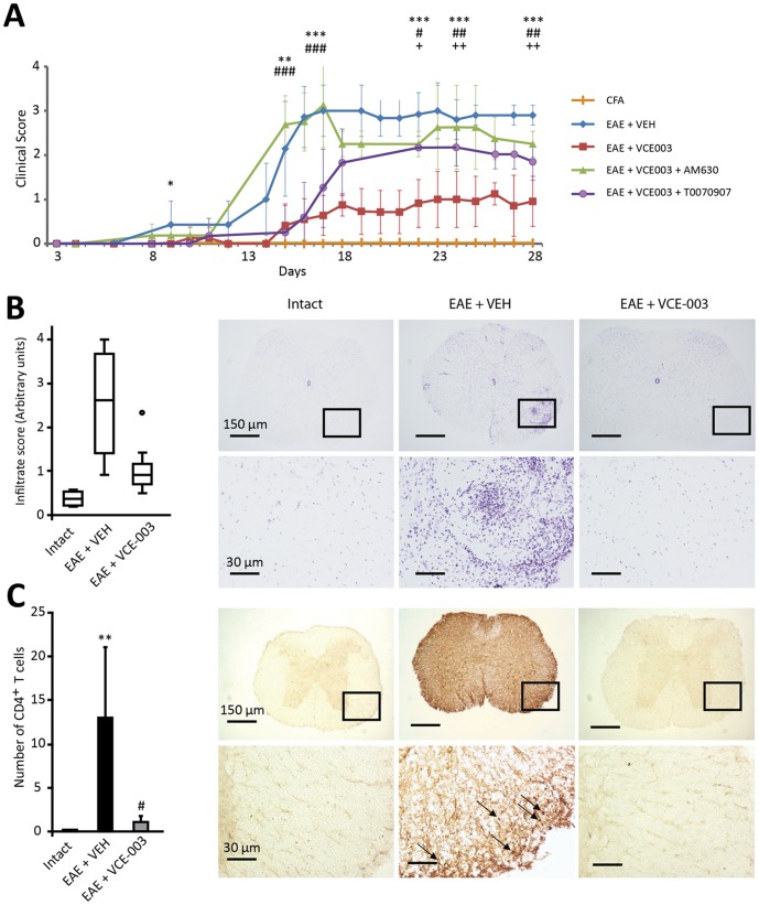 VCE-003 alleviates EAE and prevents CD4+ cells infiltration.(A) VCE-003 significantly ameliorates the clinical signs and disease progression of EAE (squares), and these effects are partially blocked by a CB2 antagonist (AM630, triangles) or PPARγ antagonist (T0070907, circles). The results are shown as the means ± SD: *p = 0.015 EAE + VCE-003 vs EAE + VEH; **p = 0.005 EAE + VCE-003 vs EAE + VEH; ***p<0.001 EAE + VCE-003 vs EAE + VEH; #p = 0.016 EAE + VCE-003 + AM630 vs EAE + VCE-003; ##p = 0.008 EAE + VCE-003 + AM630 vs EAE + VCE-003; ###p<0.001 EAE + VCE-003 + AM630 vs EAE + VCE-003; +p = 0,009 EAE + VCE-003 + T0070907 vs EAE + VCE-003; ++p<0.01 EAE + VCE-003 + T0070907 vs EAE + VCE-003. (B) VCE-003 reduces the number of infiltrates and (C) it significantly reduces the number of CD4+ T cells in thoracic spinal cord sections. The figure shows the representative staining of spinal cord sections: LFB (B) and CD4 immunohistochemistry (C). Arrows indicate CD4+ T cells. The results (C) are shown as the means ± SEM: **p = 0,004 vs Intact; #p = 0,030 vs EAE + VEH.