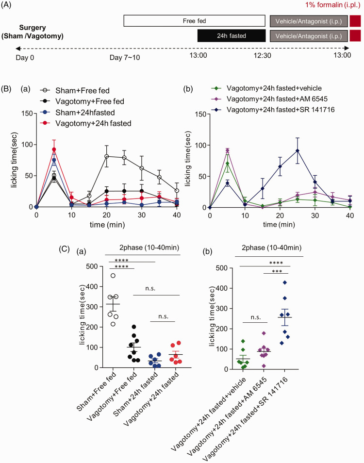 The effect of subdiaphragmatic vagotomy on fasting-induced analgesia in formalin-induced acute inflammatory pain model. (A) Time course of spontaneous pain behavior following intraplantar injection of formalin. (B) Formalin-induced pain behavior was divided into two phases, and the second phase was analyzed. (C) As compared to the sham free-fed group, subdiaphragmatic vagotomy significantly reduced formalin-induced pain behavior. Following subdiaphragmatic vagotomy, AM 6545 did not affect fasting-induced analgesia. SR 141716 reversed the effect of fasting/vagotomy-induced analgesia ***p<0.001, ****p<0.0001 ((B) one-way ANOVA followed by Tukey test).