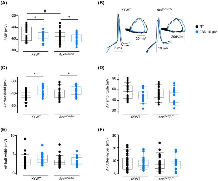 Cannabidiol (CBD) modulates membrane potential and action potential (AP) properties in cultured neurons. (A) Boxplots representing resting membrane potentials (RMP) recorded from XYWT neurons in control condition (black circles, 25 cells) and after CBD pretreatment (blue circles, 15 cells) and Arx (GCG)7/Y neurons in control condition (black circles, 23 cells) and after CBD (blue circles, 15 cells). (B) Superimposed AP traces recorded in XYWT (upper left) and Arx (GCG)7/Y (upper right) neurons in the control condition (black lines) and after CBD pretreatment (blue lines) and their corresponding phase–plane plot (bottom). (C) AP threshold measured from the same neurons as in panel A. (D) Boxplots representing AP amplitude values, with the same neurons as in panel A. (E) Boxplots representing AP half‐width values, with the same neurons as in panel A. (F) Boxplots representing AP afterhyperpolarization (After‐hyper) values, with the same neurons as in panel A. Two‐Way analysis of variance with Holm–Sidak multiple comparisons test, not treated (NT) versus CBD‐treated: *p < .05; NT XYWT versus not treated Arx (GCG)7/Y #p < .05.
