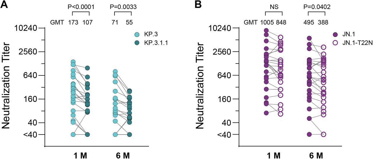 Impact of N-glycan modifications in spike N-terminal domain (NTD) on serum neutralization titers.Neutralization titer comparison between KP.3 and KP.3.1.1 variants in sera at one month and six months post-XBB.1.5 vaccination across overall exposure groups. (B) Neutralization titer comparison between JN.1 and JN.1 with T22N spike mutation in sera at one month and six months post-XBB.1.5 vaccination across overall exposure groups. Statistical comparisons between variants were analyzed using Wilcoxon test. P values <0.05 were considered statistically significant. NS, not significant. Neutralization was measured using lentiviral-based pseudovirus neutralization assays. Serum samples with ID50 values below the limit of detection at 1:40 dilution were assigned an ID50 value of 20.