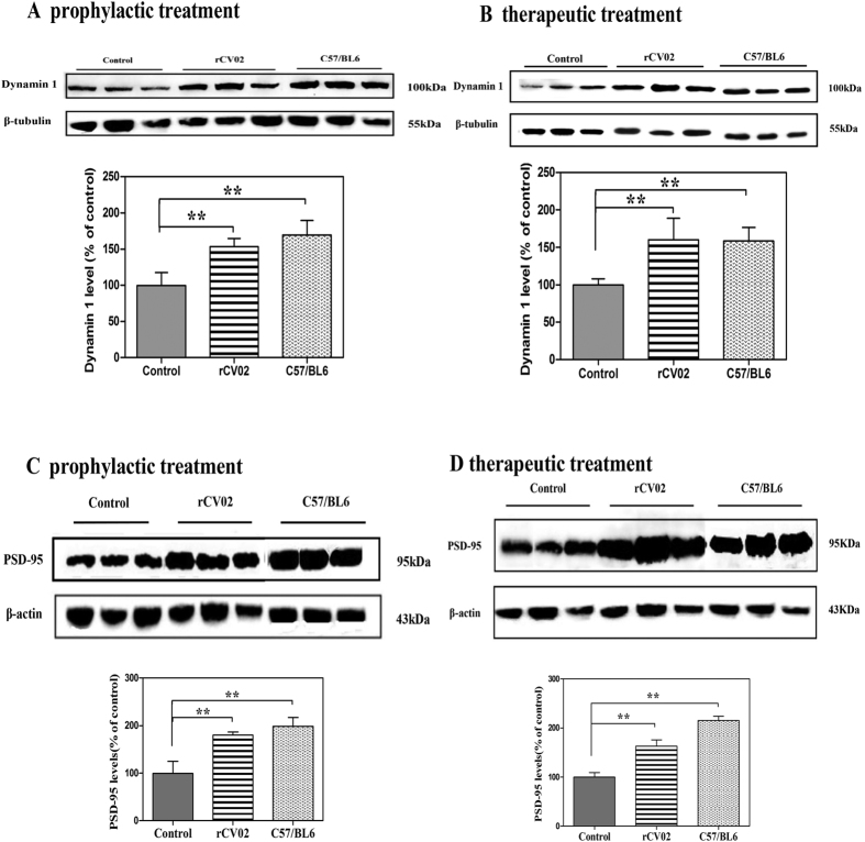 rCV02 increased the levels of synaptic proteins in the brains of 3 × Tg-AD mice.3 × Tg-AD mice were immunized with rCV02 at 3 months (prophylactic; panel A and C) or 12 months (therapeutic; panels B and D) of age. The brains were collected for evaluation at 19 months and 21 months of age, respectively. Levels of dynamin 1 (A,B) and PSD-95 (C,D) in the soluble fractions of the brain homogenates were detected by Western blot analysis; representative images are shown (lanes 1–3, non-vaccinated control 3 × Tg-AD; lanes, 4–6 rCV01-vaccinated 3 × Tg-AD; lanes 6–9, non-vaccinated control C57/BL6). The graphs show the levels of dynamin 1 (A, B) and PSD-95 (C,D) in control and treated mice. Data represent the mean ± SE for each group. Statistically significant differences were determined by ANOVA. *p < 0.05, **p < 0.01, compared with the control group (3 × Tg-AD).