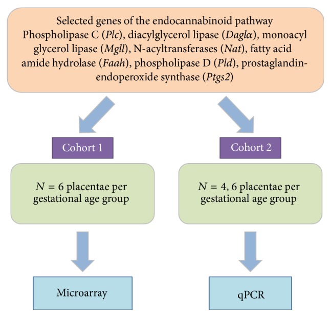 Study design: two independent cohorts of rat placenta samples used for microarray (cohort 1) and qPCR (cohort 2). In cohort 2, we used E14.25, n = 6, E15.25, n = 4, E17.25, n = 6, and E20, n = 6. Note: Ptgs1 was only analyzed by qPCR.