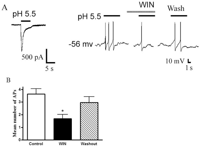 Effect of WIN55,212-2 on proton-evoked action potentials of rat DRG neurons.A. Original current and action potentials recordings from the same DRG neuron. Left panel, pH 5.5 induced an inward current with voltage-clamp recording. Right panel, pH 5.5 produced action potentials with current-clamp recording in the same neuron. The pretreatment of WIN55,212-2 (WIN, 10−7 M) decreased the acid-induced the number of action potentials. B. Bar graph shows the effect of WIN55,212-2 on the number of action potentials produced by pH 5.5 acid perfusions. After 30 min washout of WIN55,212-2, acid-evoked action potentials recovered to control condition. *P<0.05, paired t-test, compared with control, n = 8/each column.