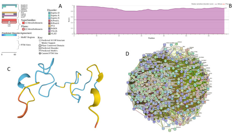 Functional disorder analysis of human Metallothionein-3 (UniProt ID: P25713). (A) Functional disorder profile generated by D2P2. (B) Redox-sensitive disorder profile generated by IUPred2A. (C) 3D structural model generated by AlphaFold. (D) CHMP2B-centered PPI network generated by STRING. This network was generated using medium confidence level of 0.185.
