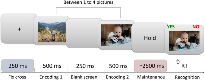 Sternberg task’s trial structure. Each trial began with a central fixation cross presented for 250 ms, followed by a sequential presentation of between one to four pictures (encoding phase). This was followed by the maintenance (delay) period lasting between 2,500 to 2,800 ms (randomly). Finally, after the delay, a probe image was shown. Participants were instructed to respond whether the probe was or was not presented during the encoding period that immediately preceded the probe. All EEG data analysis shown in this article were computed from the last ∼1.5 s (1,000–2,450 ms) interval of the maintenance period in order to avoid the activity evoked by the last image presentation. Each participant completed 120 trials of the task.