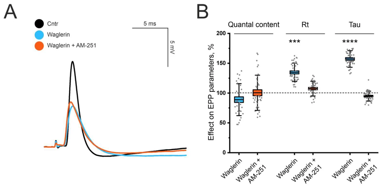 Action of the CB1 antagonist AM-251 on the parameters of evoked activity at the LAL NMJ in the presence of the ε-subunit-containing muscle nAChR blocker Waglerin-1 (1 μM) at P14. (A) Representative EPP recordings at NMJs in the control group (Cntr), Waglerin-1 alone and combined with AM-251-treated groups. (B) Effect of Waglerin-1 alone or in combination with AM-251 (5 μM) on EPP parameters (quantal content (QC), rise time (RT) and decay time constant (Tau)). n = 32–35 NMJs; N = 5 animals; *** p < 0.001; **** p < 0.0001 vs. control/blocker values (one-way ANOVA).