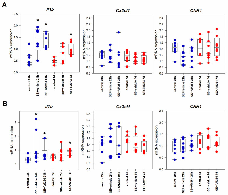 Il1b, Cx3cl1, and CNR1 mRNA expression in the dorsal (A) and ventral (B) hippocampus 24 h and 7 days after SE in rats with no SE (control), vehicle-treated treated rats (SE + vehicle), and AM251-treated rats (SE + AM251). Data are represented as medians with interquartile ranges; dots represent individual values. * statistically significant differences at p < 0.05 in comparison with the corresponding control group, Kruskal–Wallis test.