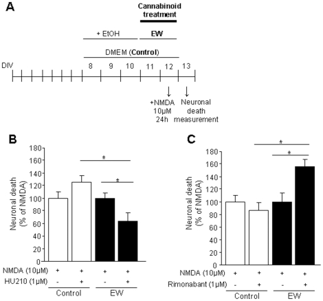 The acute manipulation of the endocannabinoid system influences neuronal viability during ethanol withdrawal.Effects of the acute activation or blockade of the endocannabinoid signaling on neuronal viability in control (neurons not exposed to ethanol) or ethanol–withdrawn neurons (EW). (A) Representative scheme of the experimental protocol. (B) The administration of the non-specific cannabinoid agonist HU-210 (1 µM) during ethanol withdrawal decreases NMDA-induced neuronal death in ethanol-withdrawn neurons. Interestingly, the neuroprotective effect of HU-210 is specific of alcohol withdrawal situation, since it has no effect on control neurons. (C) The acute administration of the CB1 antagonist rimonabant (1 µM) increases NMDA-induced neuronal death in alcohol-withdrawn neurons. Again, this effect is specific of the withdrawal situation and rimonabant, when administered acutely, has no effect on control condition. Values are normalized to NMDA and are means ± SEM (n = 14–18 wells/condition; N = 4 plates). Data were analyzed by the ANOVA test followed by the Fisher's PLSD test (* P<0.05).